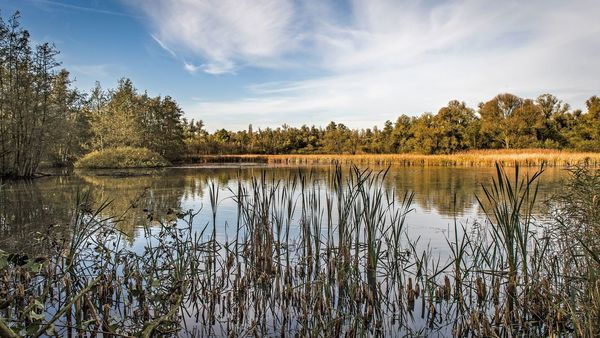 Zicht op vijver met riet.