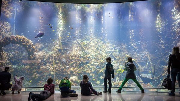 Kinderen kijken naar de vissen in een groot rifaquarium in ZOO Antwerpen.