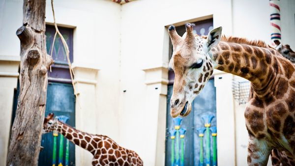 2 giraffen in Zoo van Antwerpen