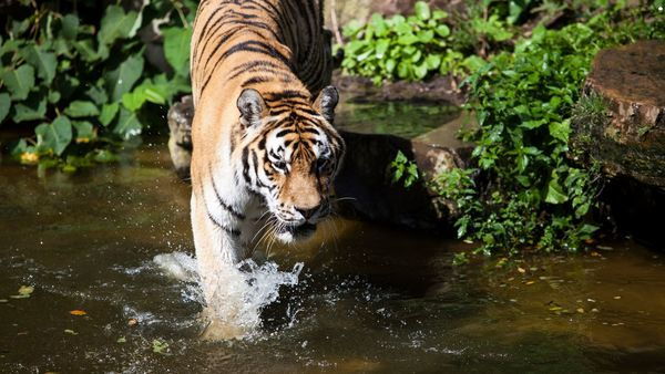 Zoo d’Anvers, tigre