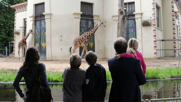 Des visiteurs du ZOO d'Anvers regardant des girafes