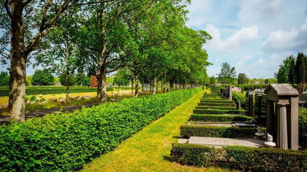 Zicht op een aantal graven afgeschermd door een haag en groene bomen.