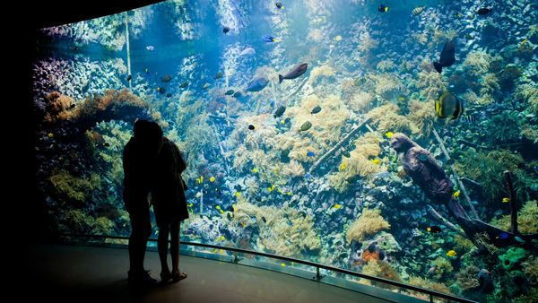 Zoo d’Anvers, aquarium