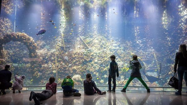Een groep kinderen kijkt naar tropische vissen in het rifaquarium van ZOO Antwerpen.