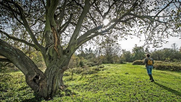 Wandelaar met rugzak onder grote boom.